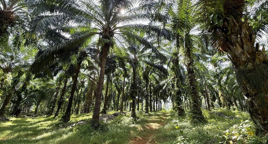 For sale land in Mueang Krabi, Krabi