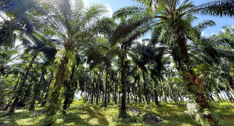 For sale land in Mueang Krabi, Krabi