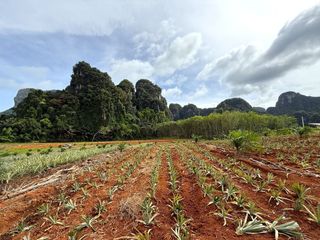 Продажа Участок в Муанг Краби, Краби