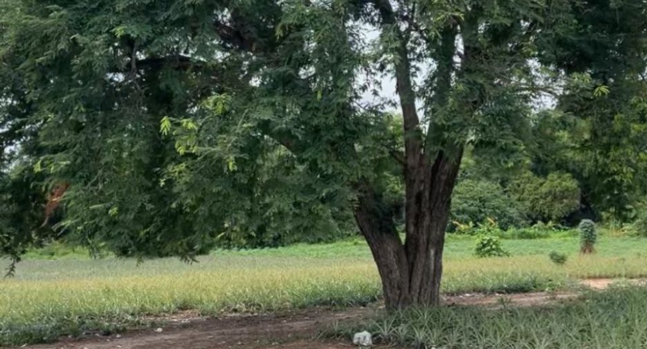 Grundstück zur Miete und zum Kauf in Nikhom Phatthana, Rayong