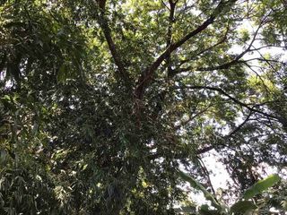 For sale land in Mueang Kanchanaburi, Kanchanaburi