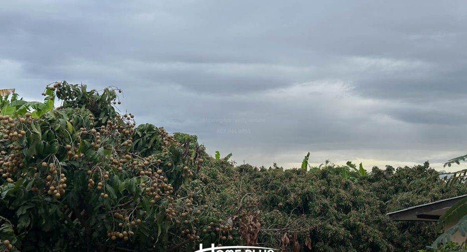 For sale land in Doi Lo, Chiang Mai