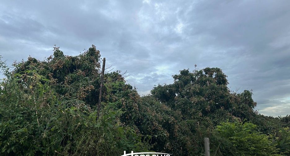 For sale land in Doi Lo, Chiang Mai