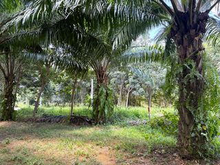 ขาย ที่ดิน ใน เมืองกระบี่, กระบี่