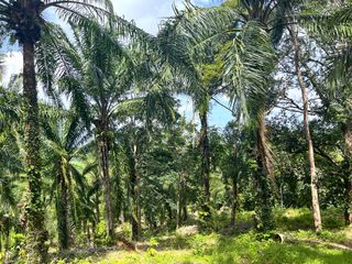 出售 土地 在 Takua Thung, Phangnga
