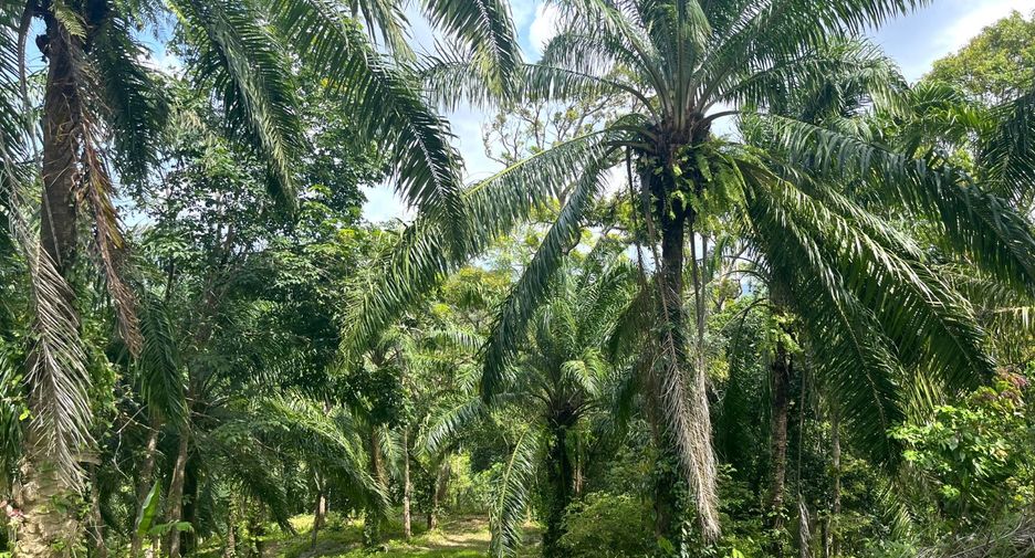 For sale land in Takua Thung, Phang Nga