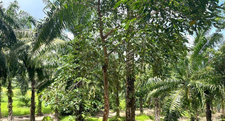 For sale land in Takua Thung, Phang Nga