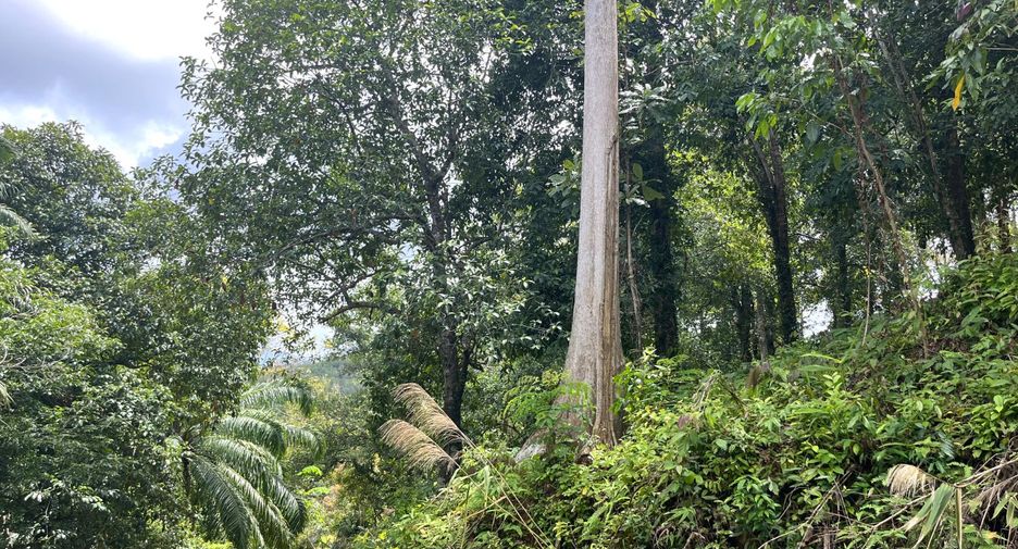 For sale land in Takua Thung, Phang Nga
