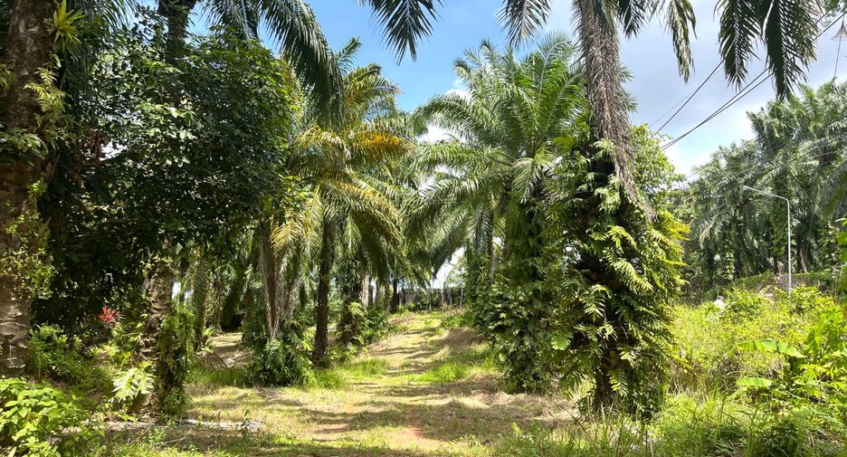 For sale land in Takua Thung, Phang Nga
