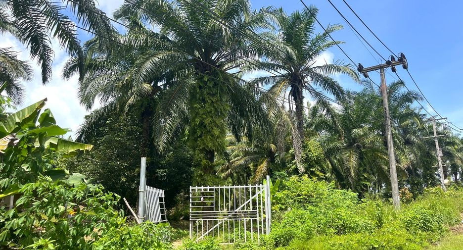 For sale land in Takua Thung, Phang Nga
