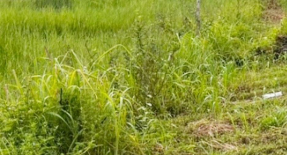 À vendre terrain à Ongkharak, Nakhon Nayok