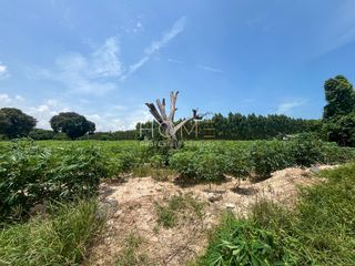 ขาย ที่ดิน ใน บ้านฉาง, ระยอง