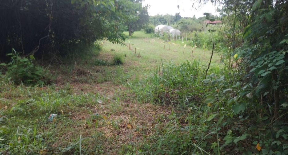 For sale land in Na Klang, Nong Bua Lamphu