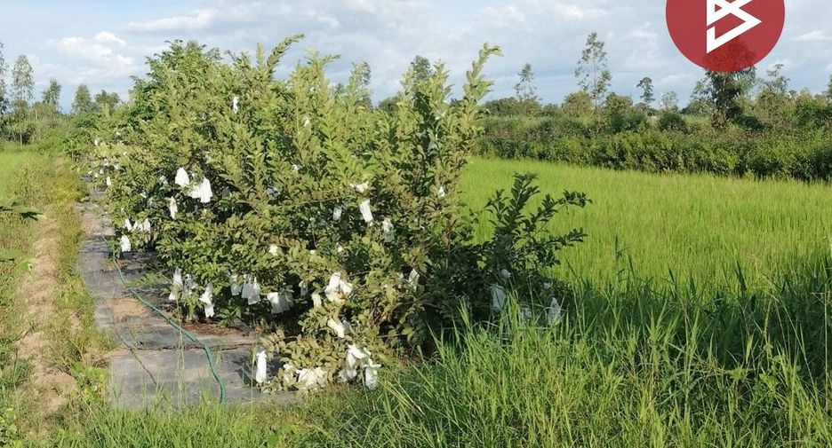 For sale land in Bang Krathum, Phitsanulok