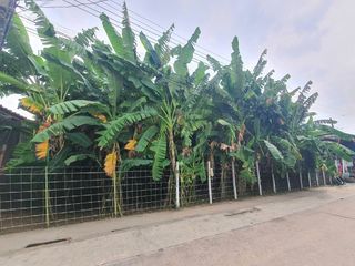 出售 土地 在 Bang Khae, 曼谷