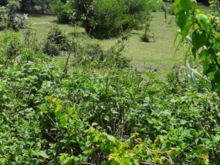 For sale land in Doi Lo, Chiang Mai