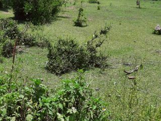 For sale land in Doi Lo, Chiang Mai