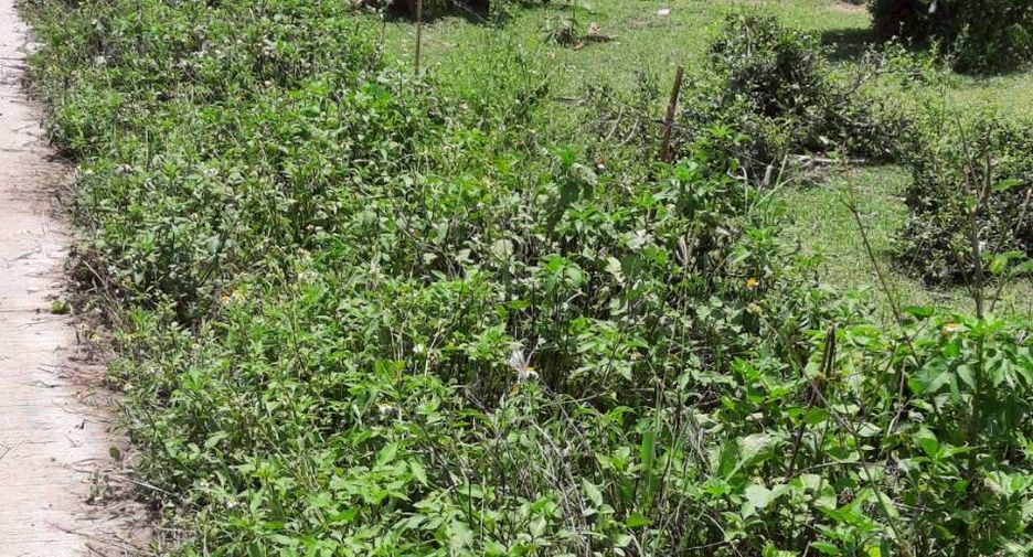For sale land in Doi Lo, Chiang Mai