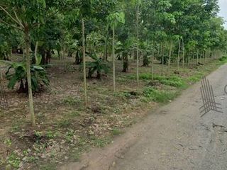 出售 土地 在 Klaeng, Rayong