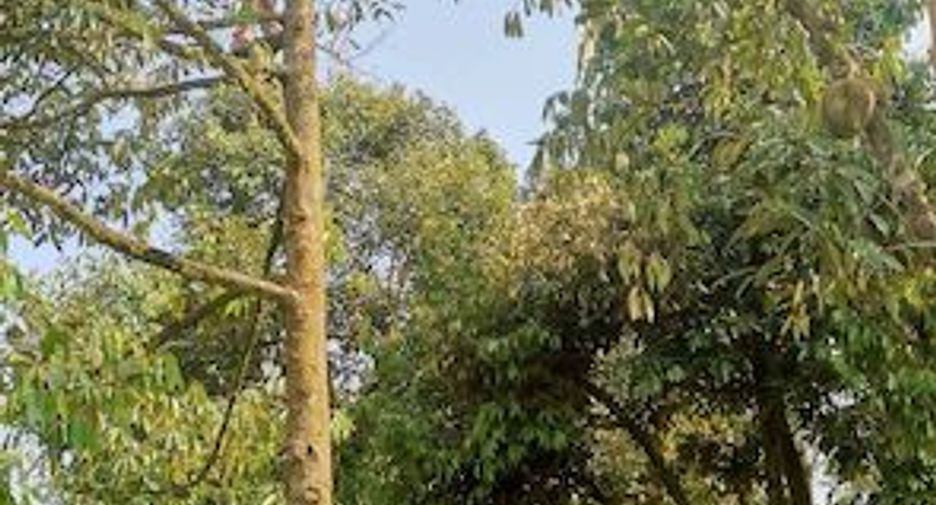 For sale land in Klaeng, Rayong