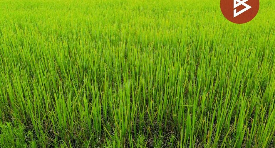 Terreno en venta en Yang Talat, Kalasin