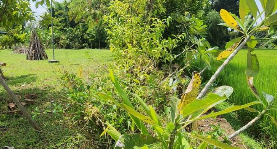 For sale land in Doi Saket, Chiang Mai