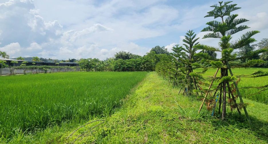 For sale land in Doi Saket, Chiang Mai