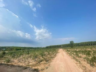 ขาย ที่ดิน ใน นิคมพัฒนา, ระยอง
