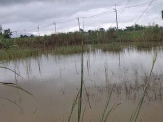 出售 土地 在 Thoeng, Chiang Rai