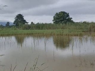 出售 土地 在 Thoeng, Chiang Rai