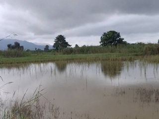 出售 土地 在 Thoeng, Chiang Rai