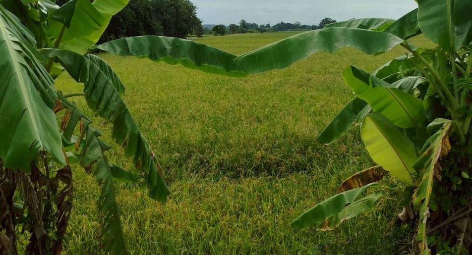 For sale land in Bueng Sam Phan, Phetchabun