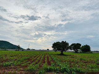 出售 土地 在 Pak Chong, Nakhon Ratchasima