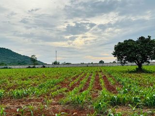 出售 土地 在 Pak Chong, Nakhon Ratchasima