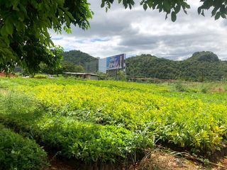 出售 土地 在 Pak Chong, Nakhon Ratchasima