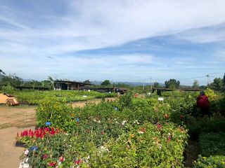 出售 土地 在 Pak Chong, Nakhon Ratchasima
