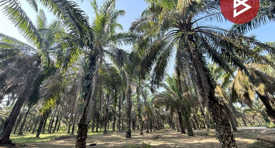 For sale land in Tha Sae, Chumphon