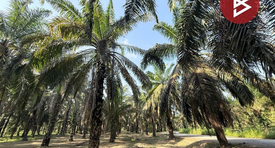 For sale land in Tha Sae, Chumphon