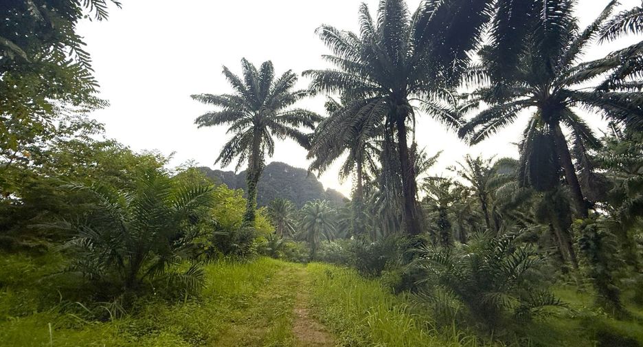 For rent land in Mueang Krabi, Krabi