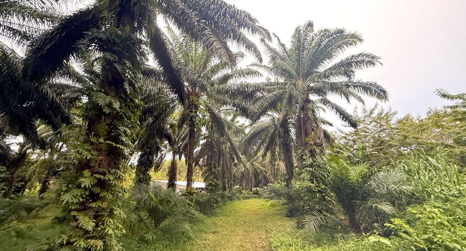 For rent land in Mueang Krabi, Krabi