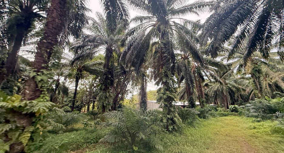 For rent land in Mueang Krabi, Krabi