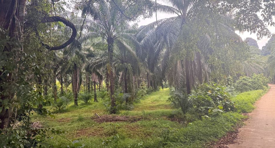 For rent land in Mueang Krabi, Krabi