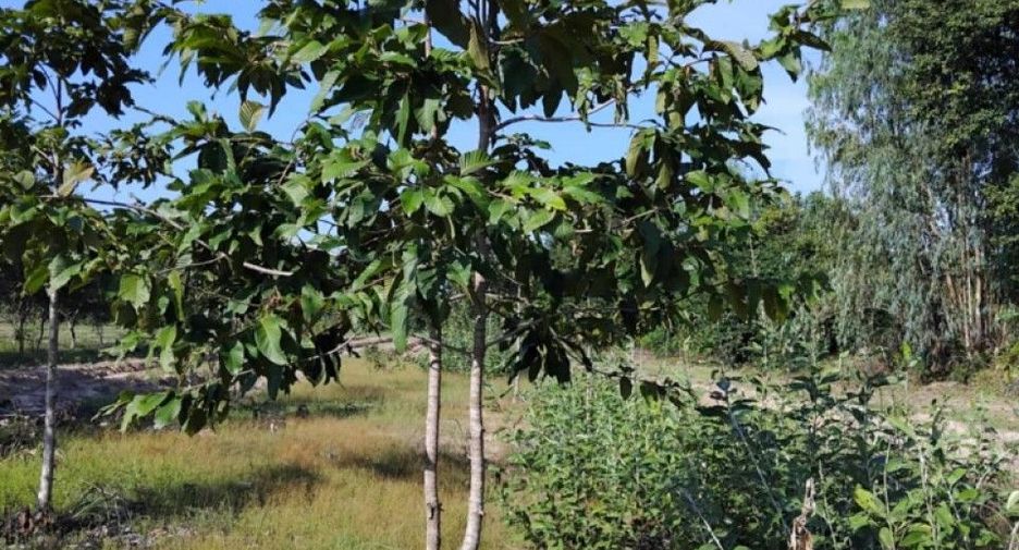 For sale land in Khueang Nai, Ubon Ratchathani