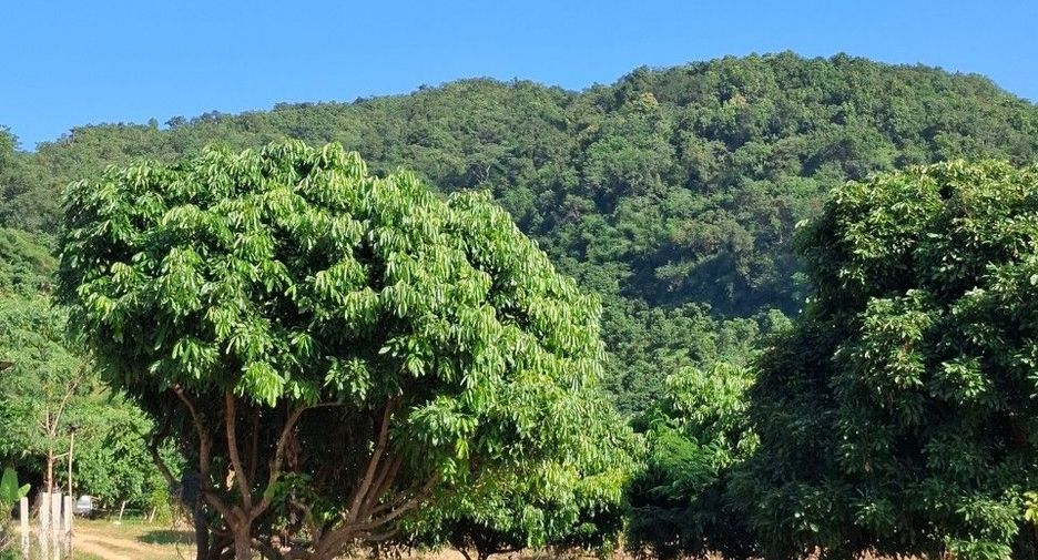 For sale land in Thoeng, Chiang Rai