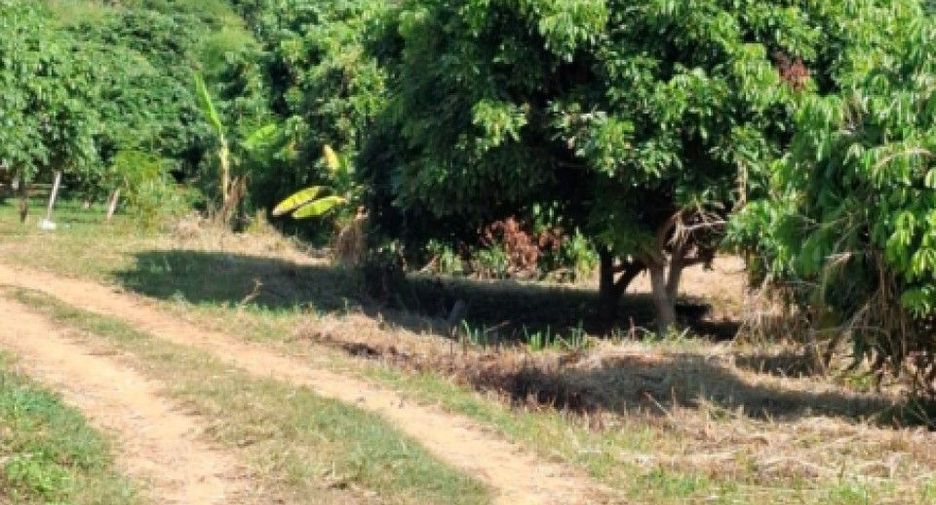 For sale land in Thoeng, Chiang Rai