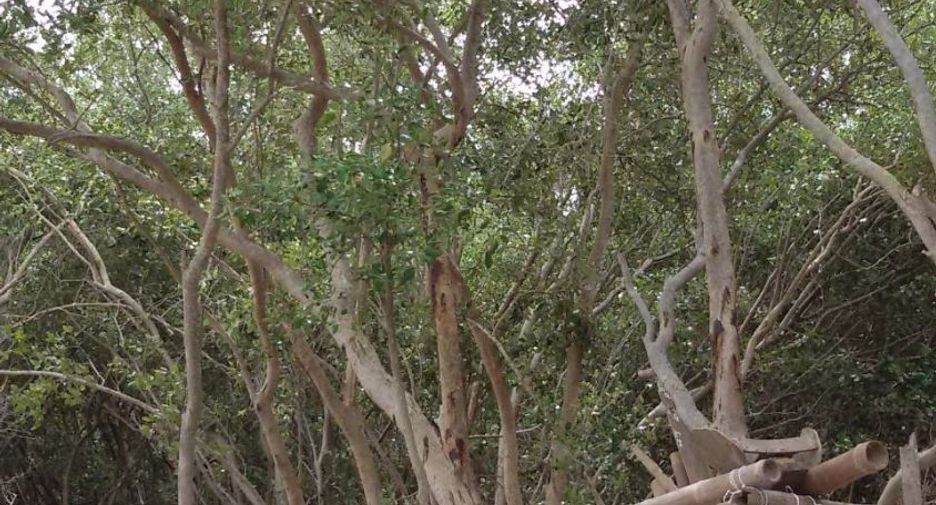 For sale land in Mueang Samut Sakhon, Samut Sakhon