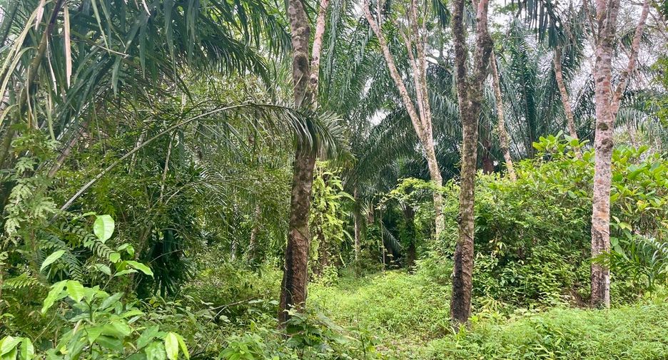 For sale land in Mueang Phangnga, Phang Nga