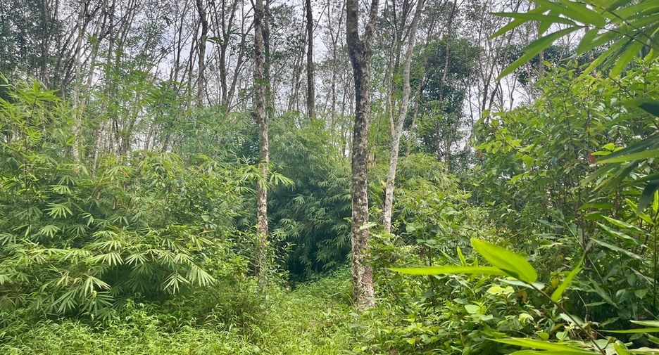 For sale land in Mueang Phangnga, Phang Nga