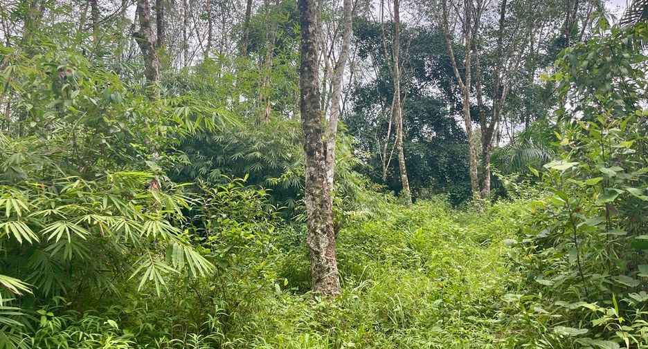 For sale land in Mueang Phangnga, Phang Nga