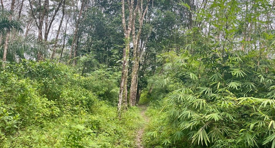 For sale land in Mueang Phangnga, Phang Nga